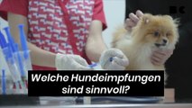 Welche Hundeimpfungen sind sinnvoll?