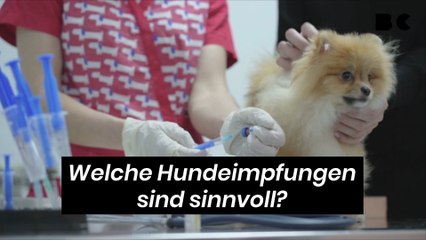 Welche Hundeimpfungen sind sinnvoll?