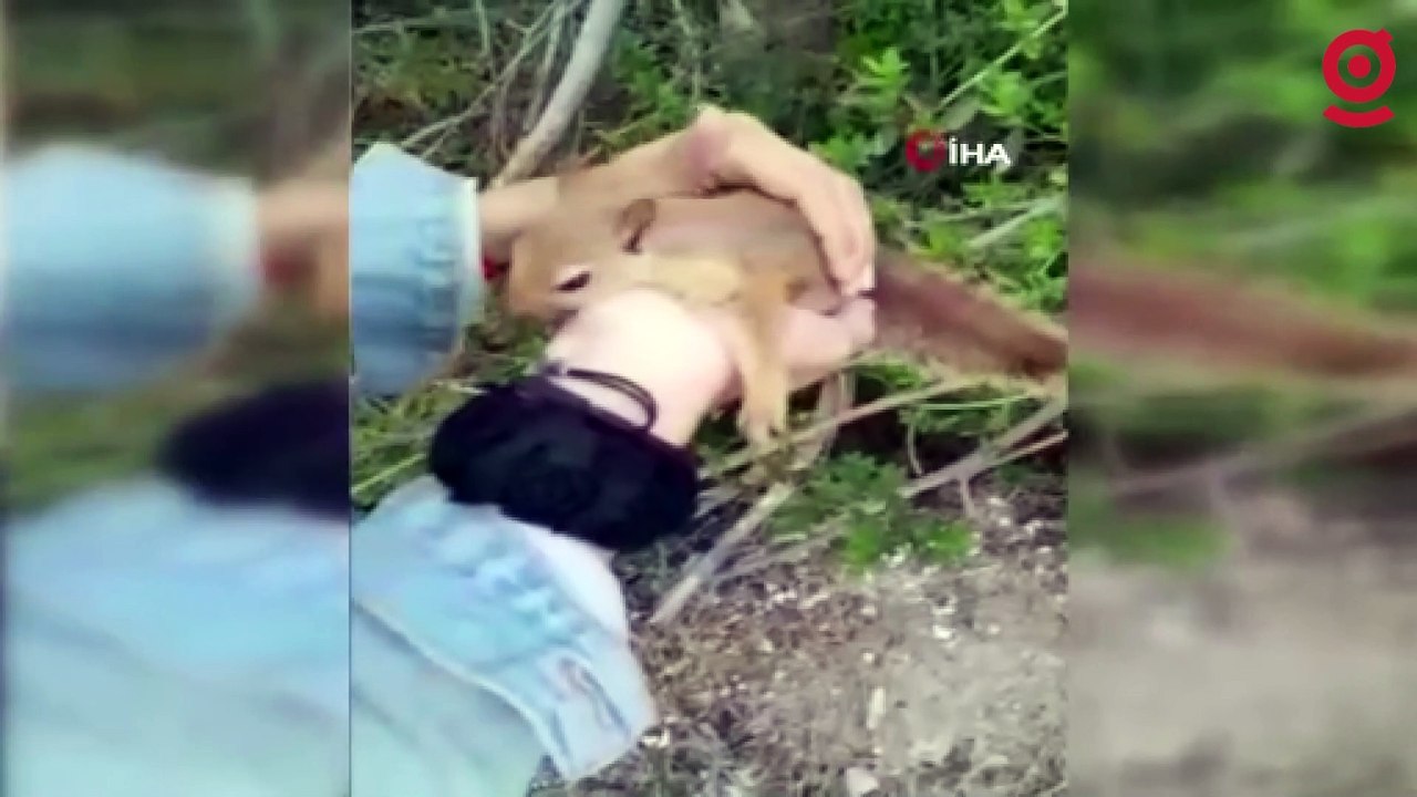 Yolda yaralı bulduğu sincaba vatandaştan şefkat eli