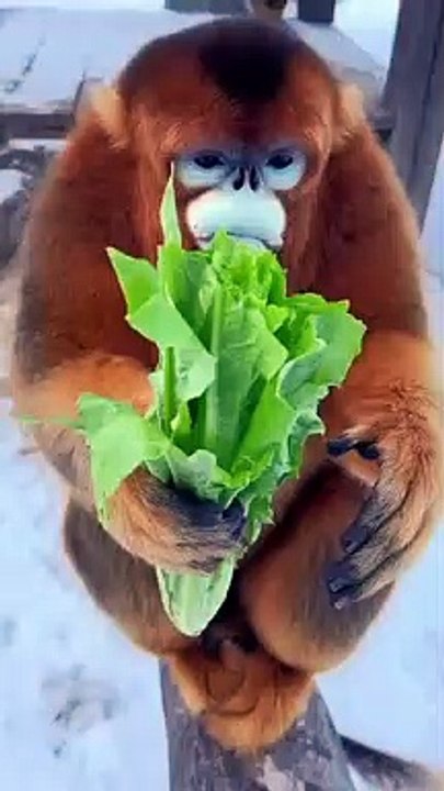 How is sound of people eating so annoying but animals eating so cute?