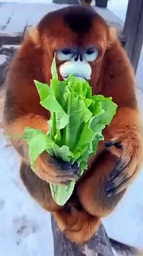 How is sound of people eating so annoying but animals eating so cute?