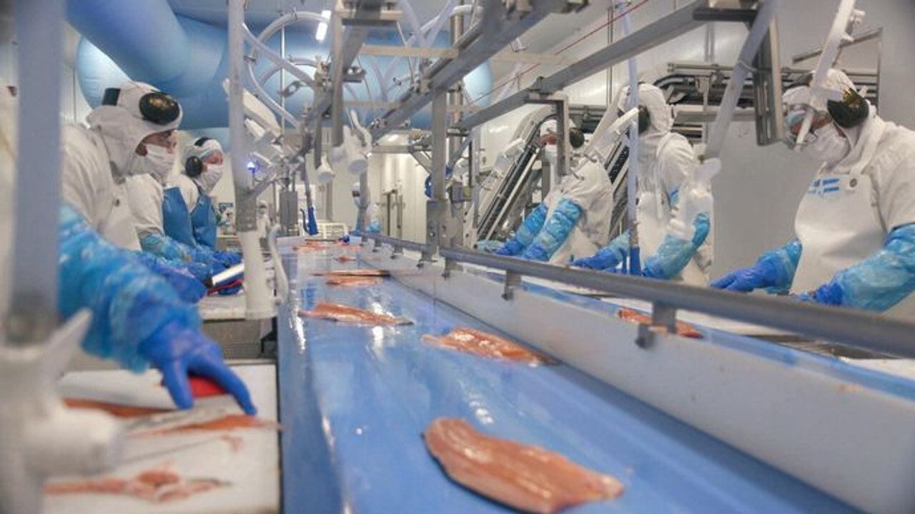 La truite, un poisson que rien n'arrête