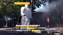Dengue fever outbreak: Biologists are sterilising virus-carrying mosquitoes with nuclear energy