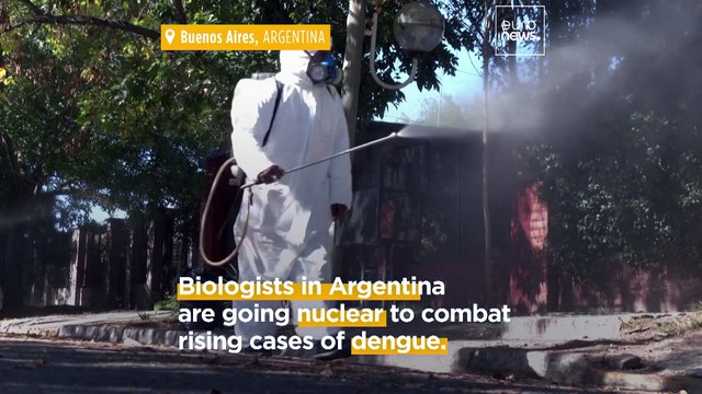 Dengue fever outbreak: Biologists are sterilising virus-carrying mosquitoes with nuclear energy