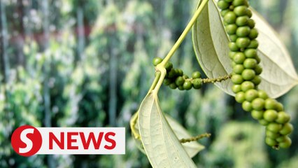 New technology needed to spice up Sarawak's pepper industry, says Fadillah