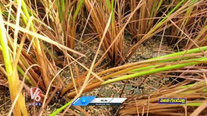 Paddy Farmers Tears With Huge Crop Loss _ Namiligundapalli _ V6 News