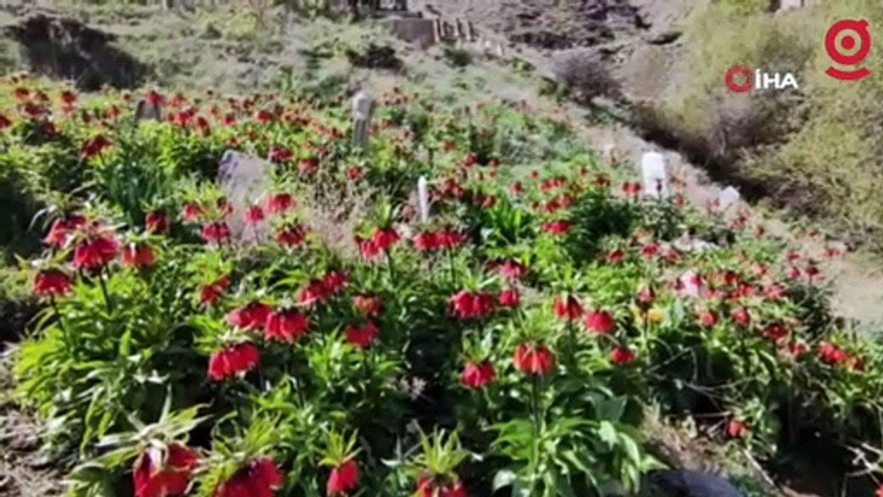 Göz kamaştıran ters laleleri koparmanın cezası 244 bin bin 315 lira