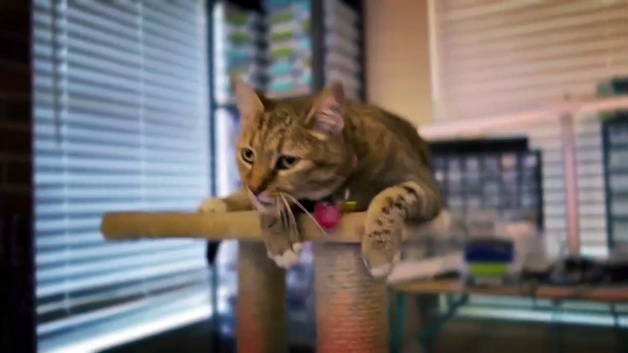 Funniest cat video best cat video for any time video Dailymotion