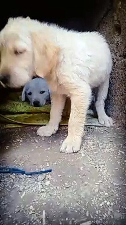 Labrador retriever puppy is playing mood cartoon #labrador #kids