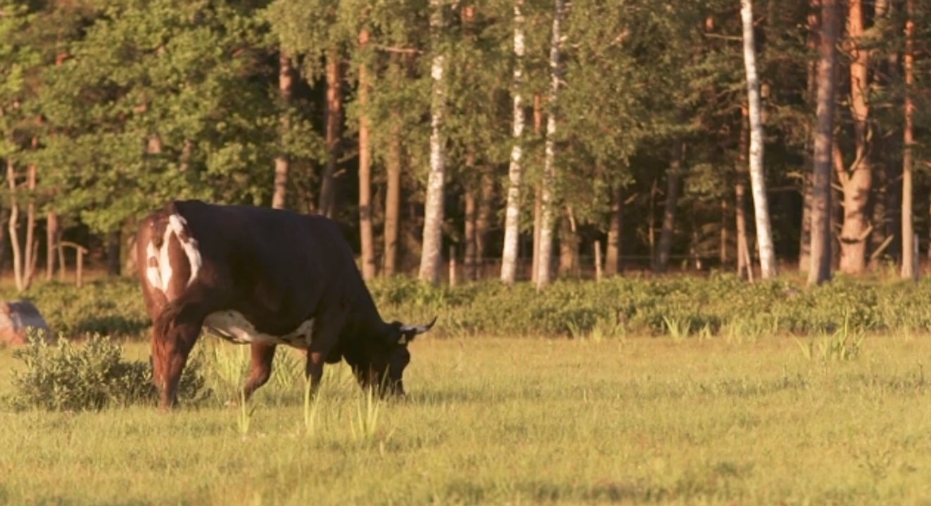 Vermisste kuh: jungrind flieht aus schlachterei