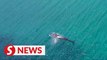 Rare sighting: Whale ‘spends’ Raya in Kudat waters