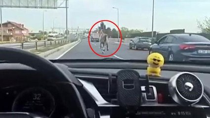 İstanbul'da başıboş at trafiği karıştırdı! O anlar kamerada