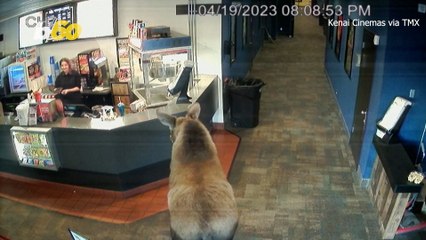 Curious Moose Goes to Cinema, Decides to Skip Movie