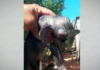 Cruzamento de porca com bode? Filhote nasce e desperta teorias em chácara de Umuarama