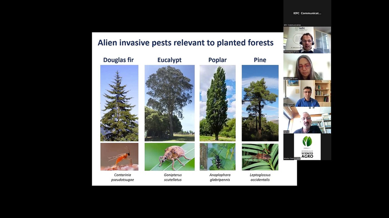 WEBINAR - Let'sTalk About Planted Forests