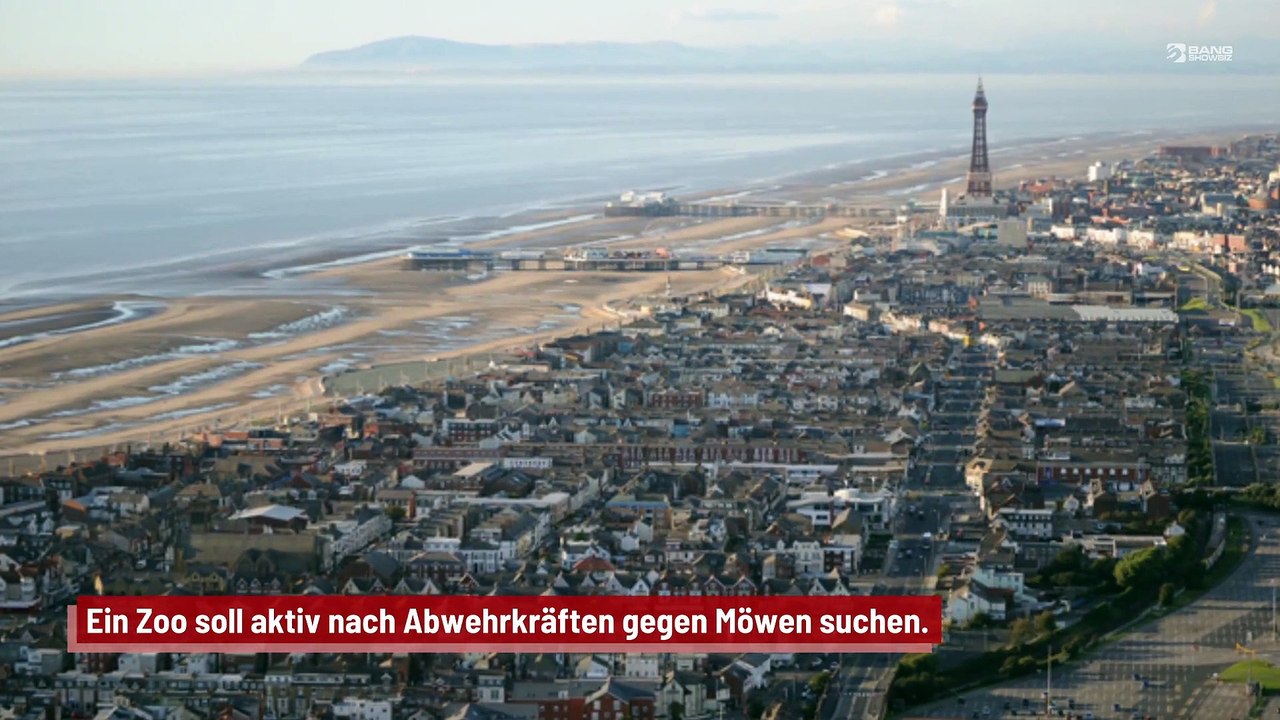 Zoo rekrutiert „Möwen-Abschreckung“