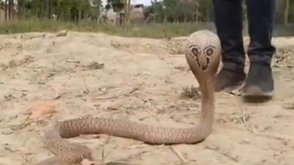 सिवान: झोपड़ी में निकला जहरीला सांप, काफी मशक्कत के बाद रेस्क्यू टीम ने पकड़