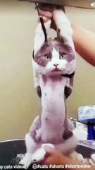 Funny Cat reaction || funny Animal