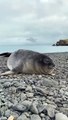  Sneezing seals are the cutest thing you'll see today.