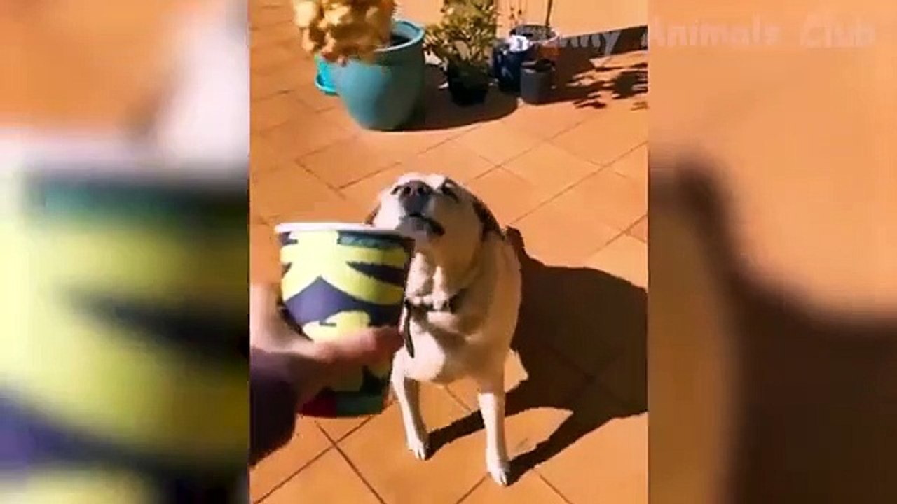 Funny Cats and Dogs Videos  - Funniest Animal Videos 2023!  #4
