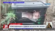 Asong inabandona at isiniksik sa plastic box, nasagip | 24 Oras