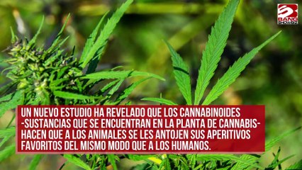 Los gusanos disfrutan de los efectos del cannabis