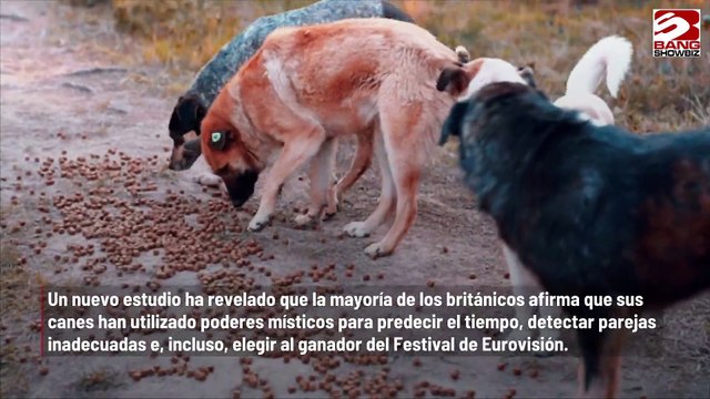 Los perros psíquicos pueden predecir el futuro