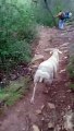 El emotivo rescate a una oveja atrapada bajo el diluvio