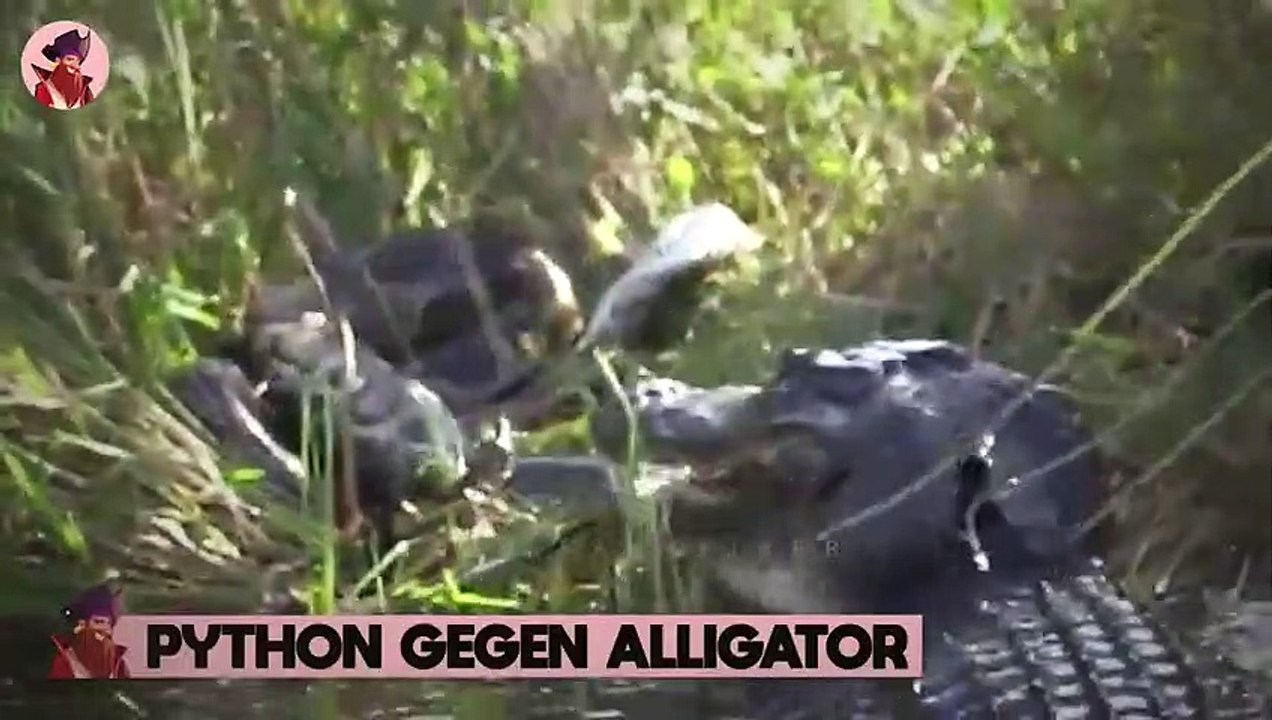 14 erbarmungslose Jagden von Tieren im Wasser