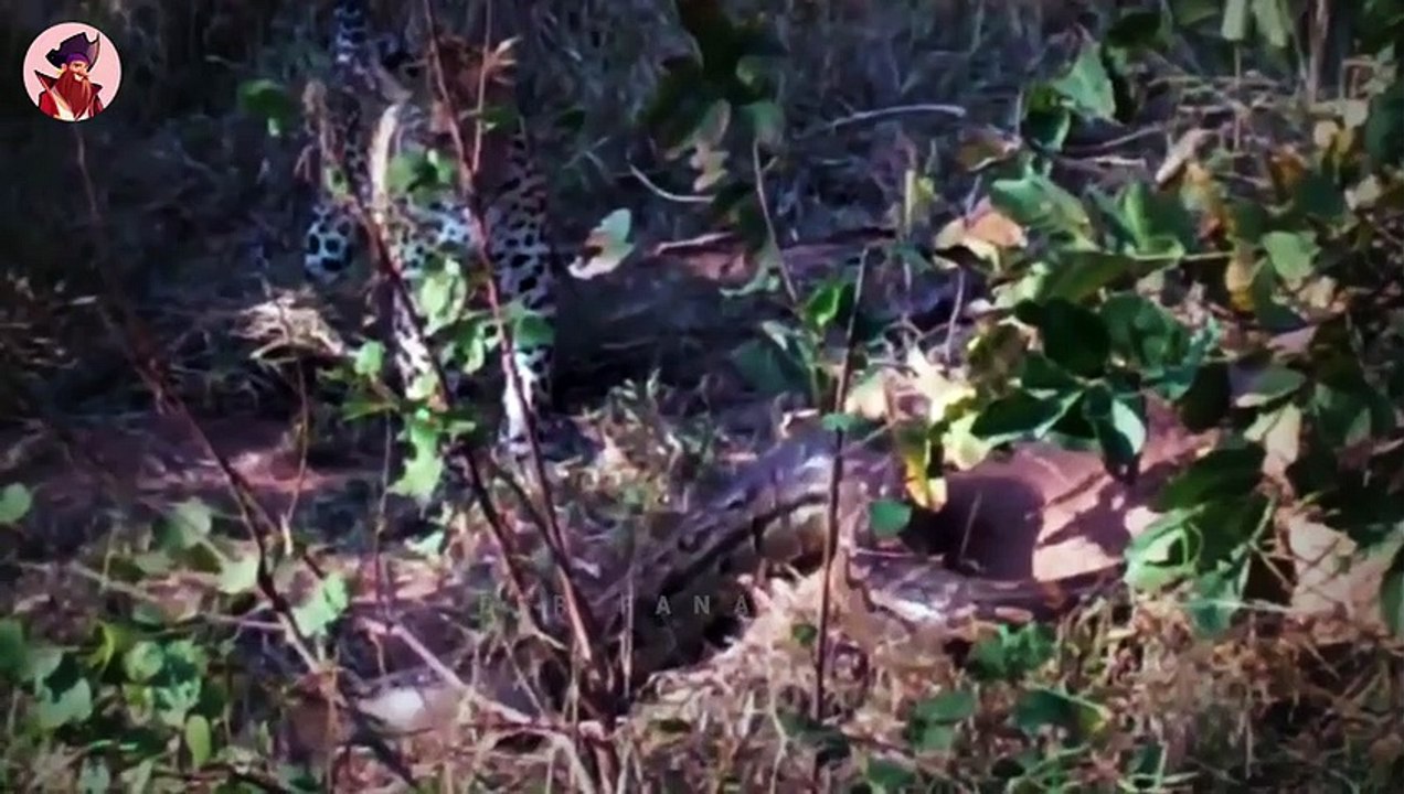 14 verrückte Kampfmomente zwischen Raubtieren