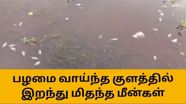 ஈரோடு: குளத்தில் இறந்து மிதந்த மீன்கள்!