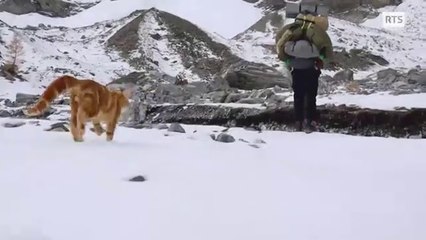 Ses 4 chats ne le quittent jamais, même pour faire des randonnées