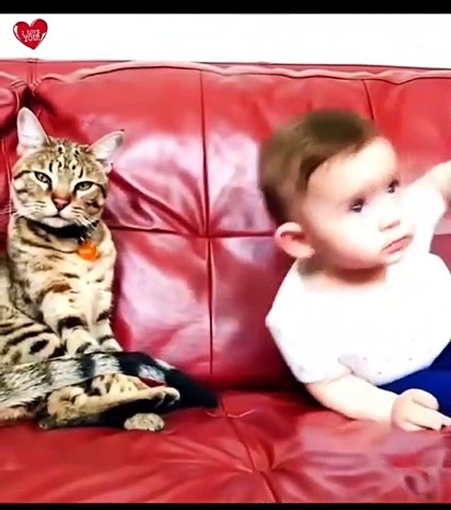 Funny vidéo cat and baby