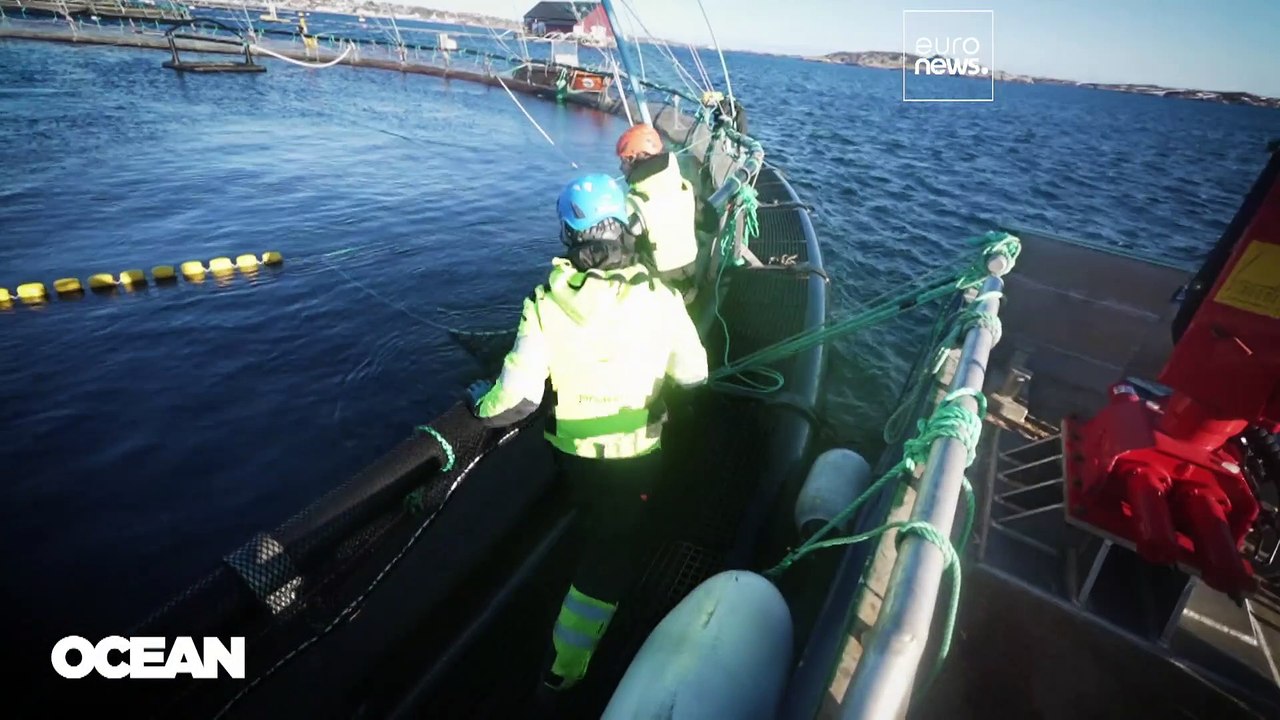 Из школы - в море: какие навыки помогут найти "морскую" работу в Европе?