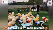 OMG Cutest Puppy  they are so cute together,  when they jump