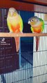 Sun conure parrots