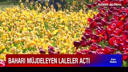 Baharı müjdeleyen laleler açtı... İşte İstanbulluların akın ettiği o yer