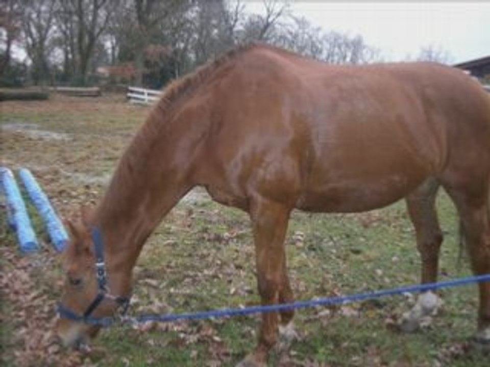 Chevaux du club