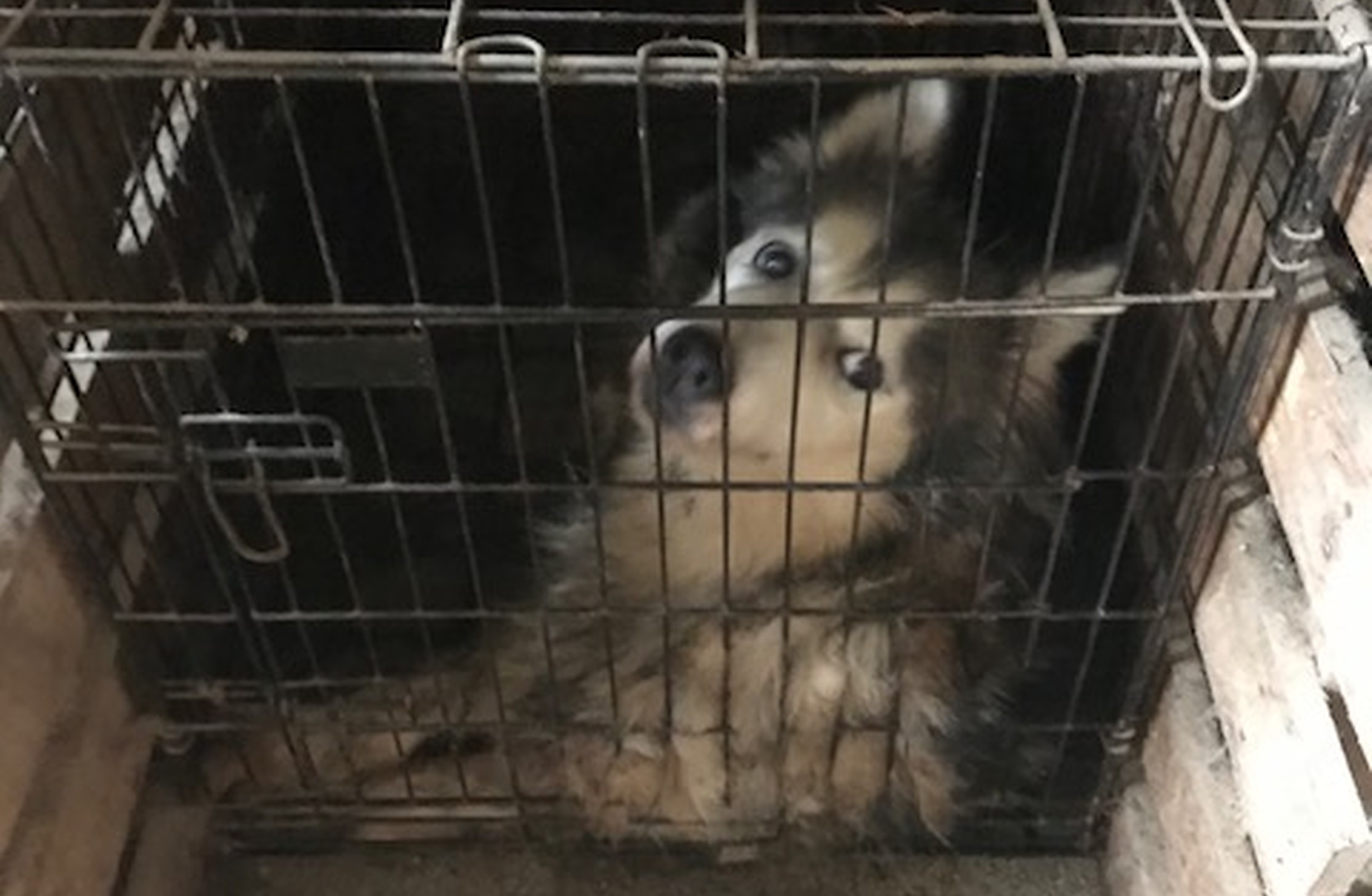 is keeping a dog in a kennel abuse