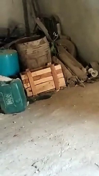 किसान के गोडाउन में नाग नागिन ने किया अद्भुत डा...