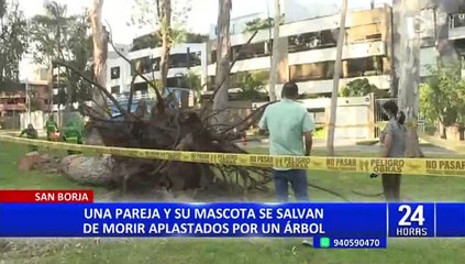 San Borja: una pareja y su mascota salvan de morir aplastados por un árbol