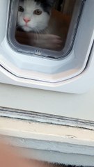 My Kitten Using His Cat Door for the First Time