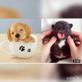 Baby Dog -Cute and Funny Dog Video Compilation #59 /Aww Animals