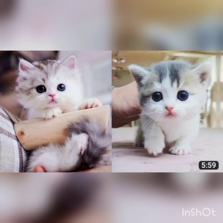 Baby Cat- Cute and Funny Cat Video Campilation #62/Aww Animals
