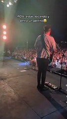 Perrito en concierto de Los Auténticos Decadentes