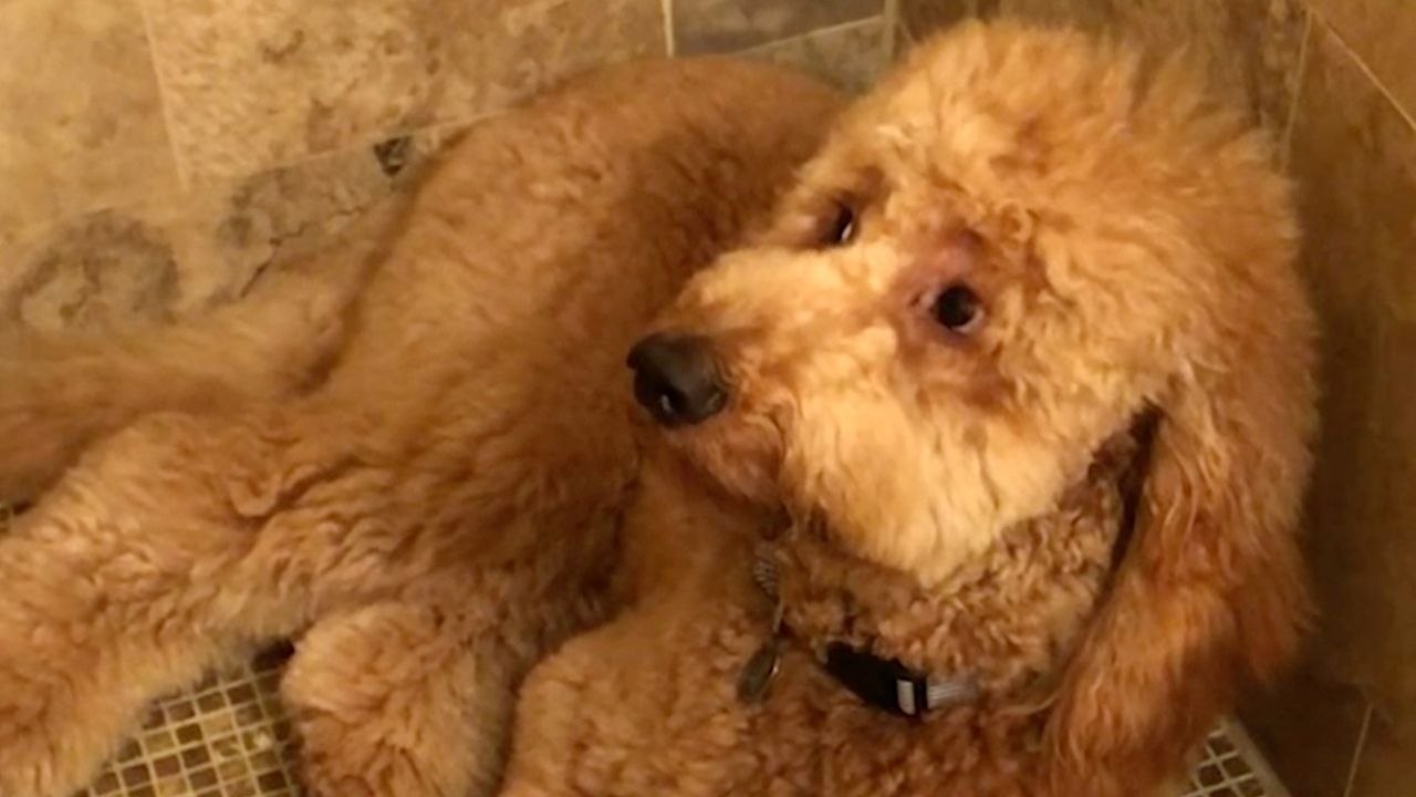 Dog Tries Really Really Hard To Hide Guilt From Owner | Wild-ish TV
