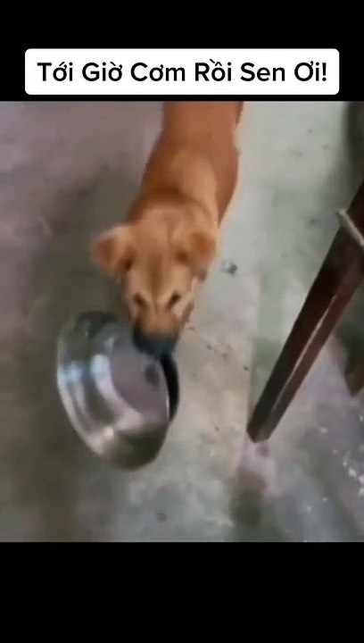 Nice  BETS FUNNY DODS AND CATS VIDEOS | FUNNIEST ANIMALS