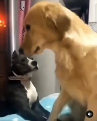 WOW BEST FUNNY DOGS AND CATS VIDEOS | FUNNIEST ANIMALS