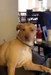 WOW BEST FUNNY DOGS AND CATS VIDEOS | FUNNIEST ANIMALS