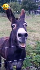 WOW BEST FUNNY ANIMAL VIDEOS | FUNNIEST ANIMALS